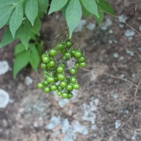 Solanum seaforthianum Andrews